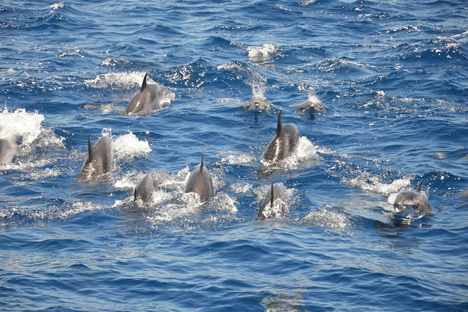 Tenerife: Whale and dolphin watching - Is $66.54 a fair price?