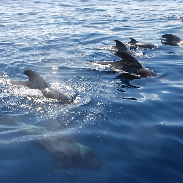 Tenerife: Whale and Dolphin Watching Boat Tour - Key points before you book