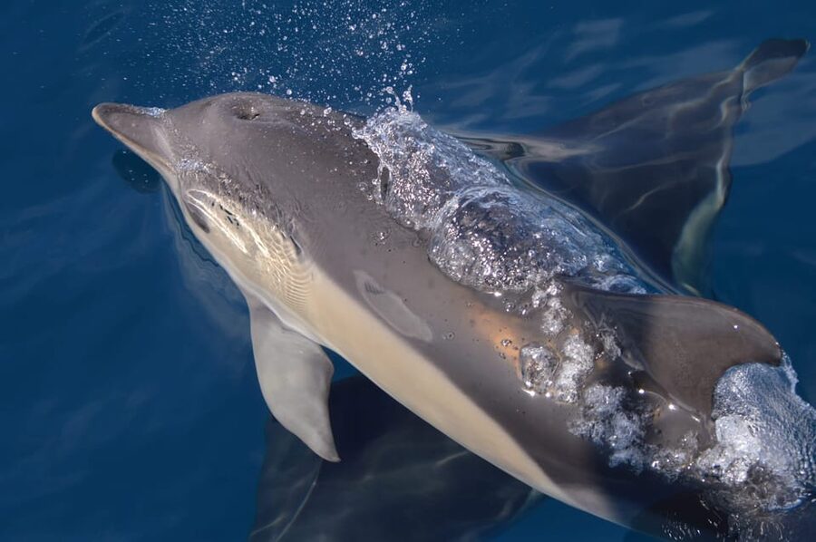 Tenerife: Whale and Dolphin Watching Boat Tour - Should you book the Whale Express trip?