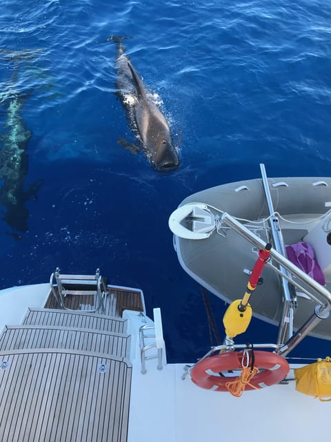 Tenerife: Whale and Dolphin Watching Boat Tour - Setting out from Puerto Colon