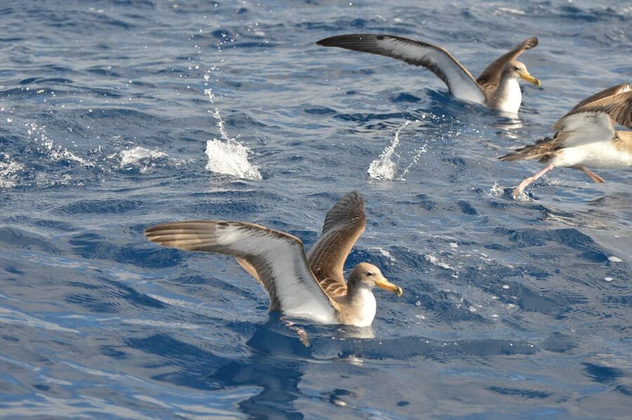 Tenerife: Whale and Dolphin Watching Boat Tour - Comfort, safety, and the practical limits