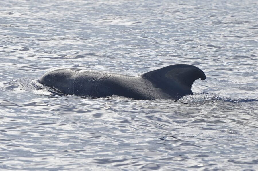 Tenerife: Whale and Dolphin Watching Boat Tour - Is $53 a fair price?