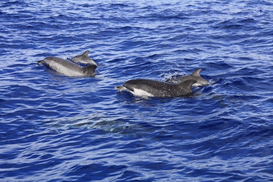 Tenerife: Whale and Dolphin Watching Boat Tour - Who will enjoy this most
