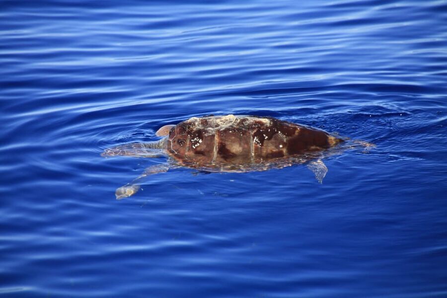 Tenerife: Whale and Dolphin Watching Boat Tour - How to get the best from the outing