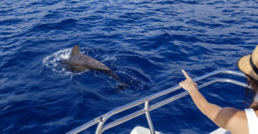 Tenerife: Whale and Dolphin Watching Tour by Sailboat - Key points to know before booking