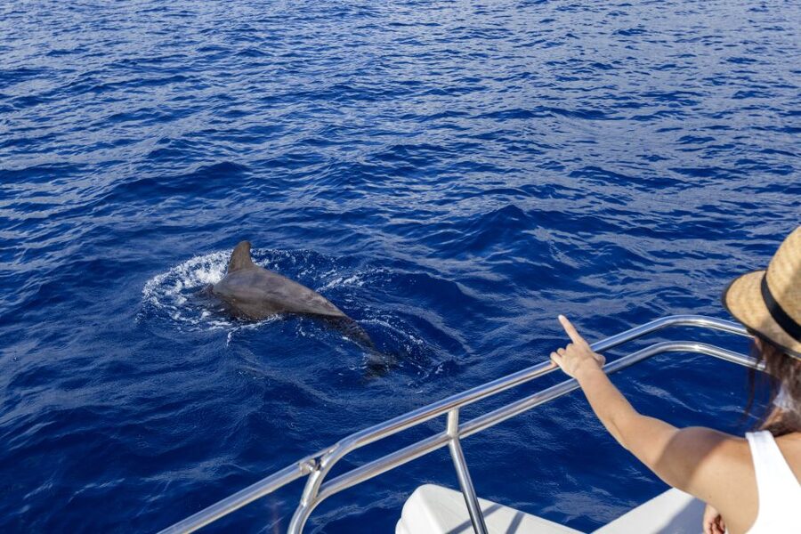 Tenerife: Whale and Dolphin Watching Tour by Sailboat - What the three-hour trip is really about