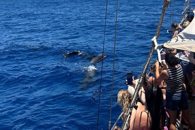 Tenerife: Whale and Dolphin Watching with a Plunge - Key points to know before sailing
