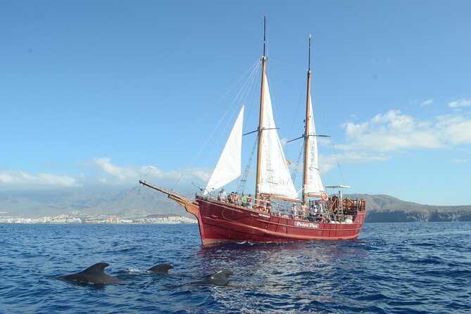 Tenerife: Whale and Dolphin Watching with a Plunge - About 40 minutes near Playa de las Americas