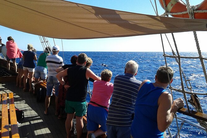 Tenerife: Whale and Dolphin Watching with a Plunge - The final 20 minutes: an Atlantic swim near the coast