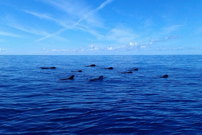 Tenerife: Whale and Dolphin Watching with a Plunge - What the $30.25 price really includes