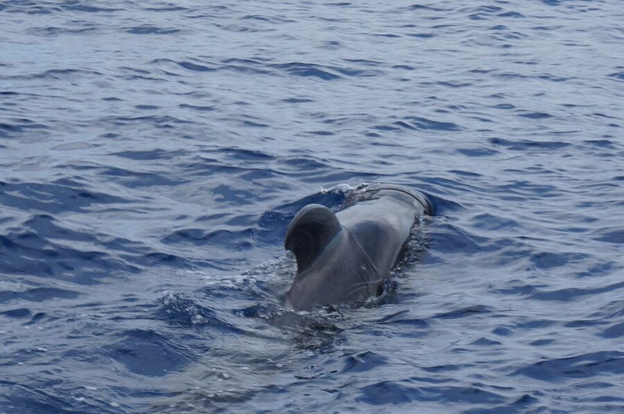 Tenerife: Whale & Dolphin Watching Cruise with Swim Stop - FAQ