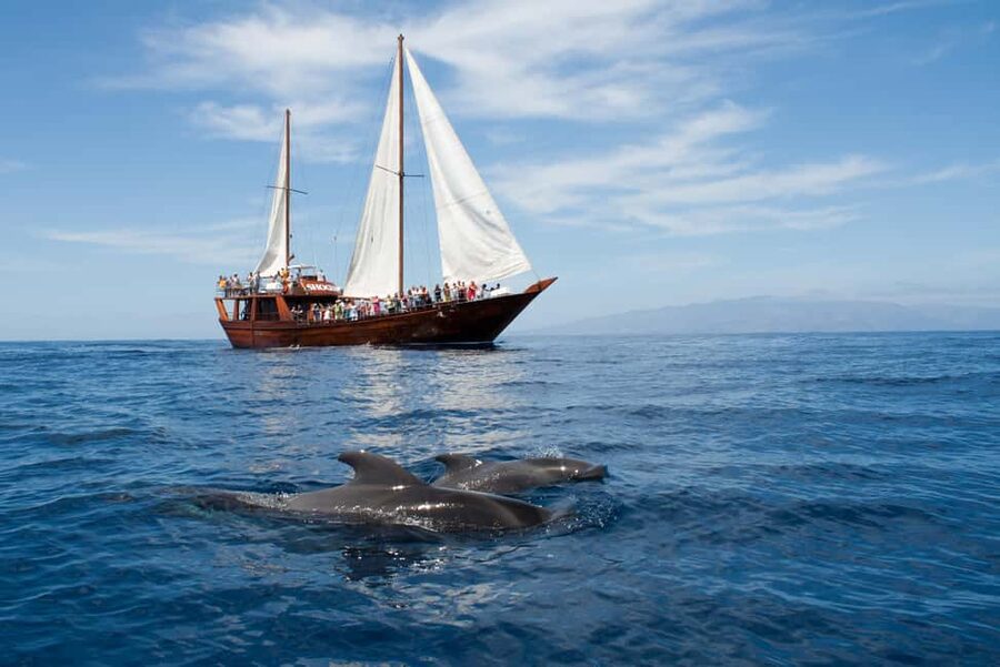 Tenerife: Whale & Dolphin Watching Cruise with Swim Stop - Sailing out from Los Cristianos on Peter Pan