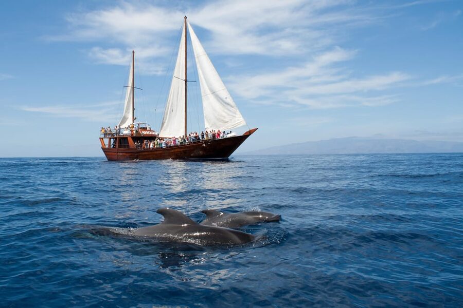 Tenerife: Whale & Dolphin Watching Cruise with Swim Stop - Why the Blue Flag rules matter