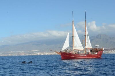 Tenerife: Whale & Dolphin Watching Cruise with Swim Stop
