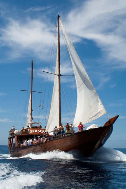 Tenerife: Whale & Dolphin Watching Cruise with Swim Stop - Sea conditions, comfort, and who should skip it