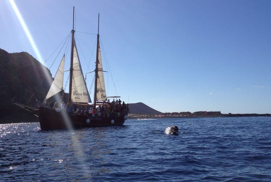 Tenerife: Whale & Dolphin Watching Cruise with Swim Stop - Is this Tenerife whale cruise worth booking?