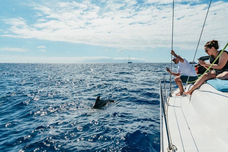 Tenerife: Whale & Dolphin Watching with Drinks and Snacks - Key points at a glance