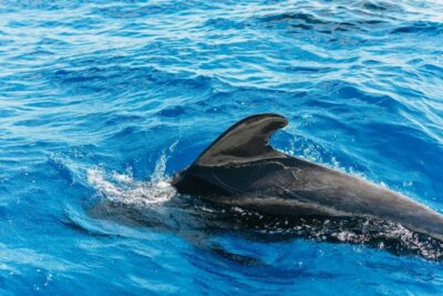 Tenerife: Whale & Dolphin Watching with Drinks and Snacks