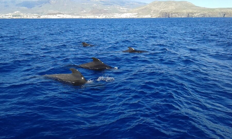 Tenerife: Whale tour and sea swim on a yacht for 22 people - What the $47 price really covers