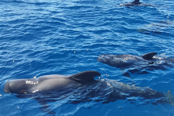 Tenerife Whale Watching and Snorkeling Yacht Trip - The Playa del Puertito swim stop