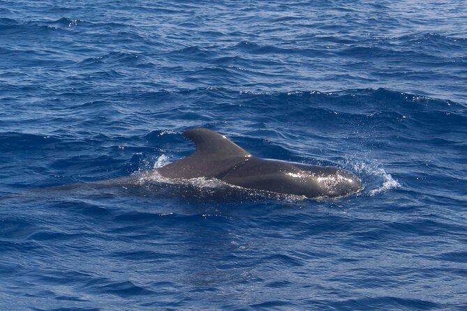 Tenerife Whale Watching and Snorkeling Yacht Trip - Food, drinks, and the small-boat feel