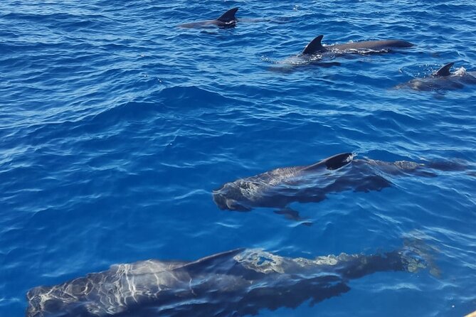 Tenerife Whale Watching and Snorkeling Yacht Trip - Daytime or sunset sailing