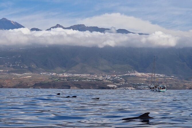 Tenerife Whale Watching and Snorkeling Yacht Trip - The Tenerife coastline from the water