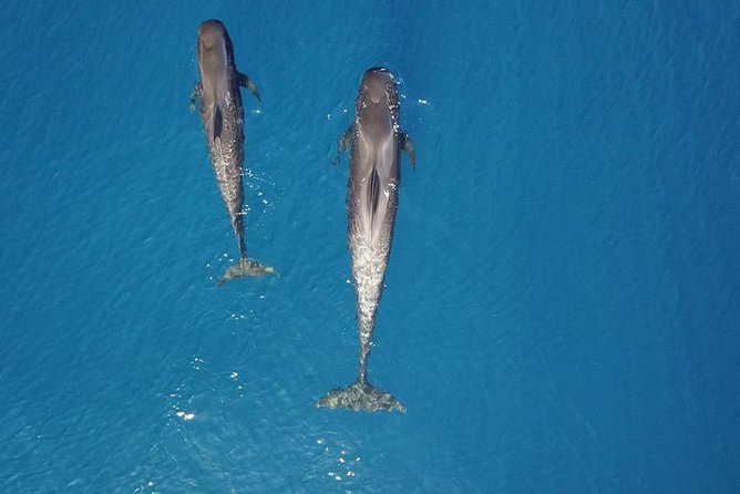 Tenerife Whale watching on private charter - Food and drinks served at sea