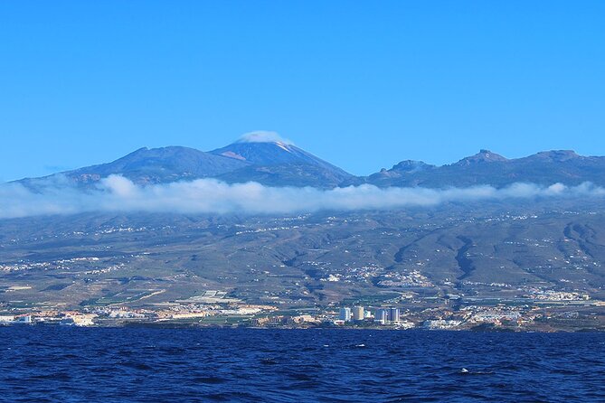 Tenerife Whales and Dolphins Watching Experience in Catamaran - Three miles offshore in search of whales and dolphins