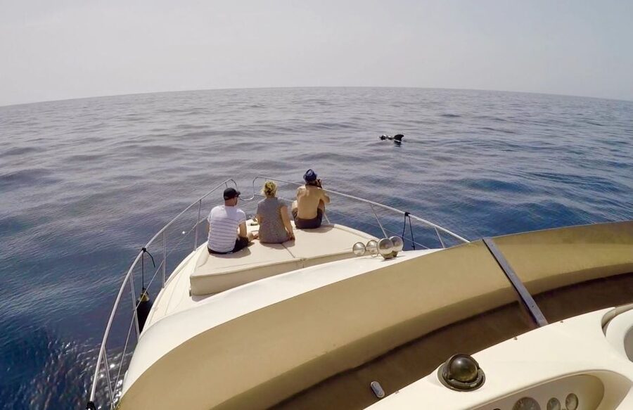 Tenerife: Whales and Snorkeling Tour on a Luxury Yacht - Who should book this Royal Ocean trip