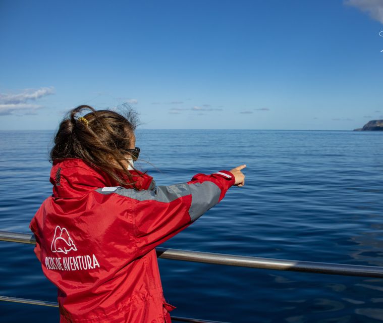 Terceira: Half-Day Dolphin and Whale Watching Tour - Key points to know before booking