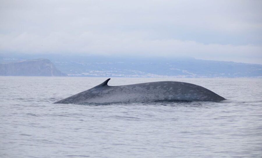 Terceira: Half-Day Dolphin and Whale Watching Tour - Should you book the Terceira whale and dolphin tour?