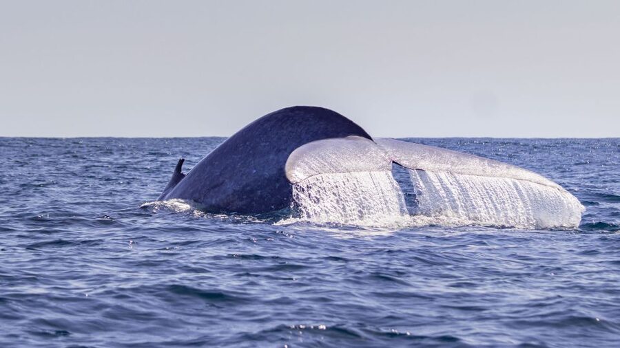 Terceira: Half-Day Dolphin and Whale Watching Tour - Setting out from Angra do Heroísmo