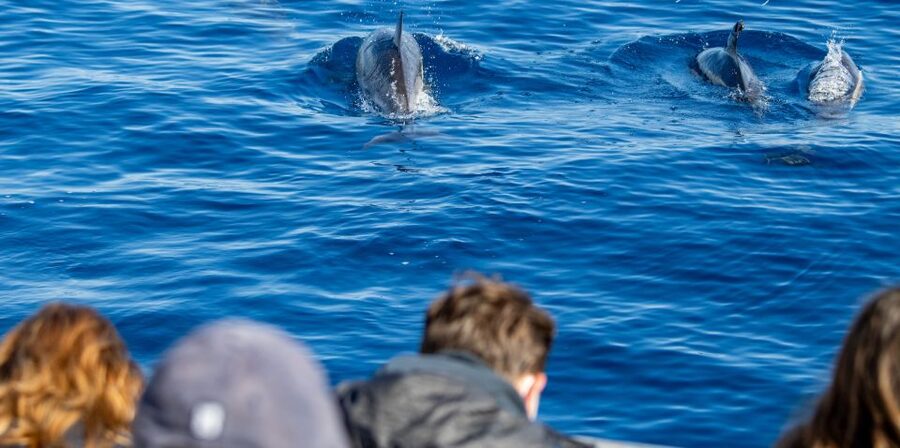Terceira: Half-Day Dolphin and Whale Watching Tour - What the crew adds to the experience