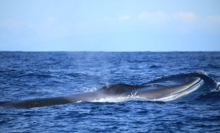 Terceira: Half-Day Dolphin and Whale Watching Tour - When the whales stay away