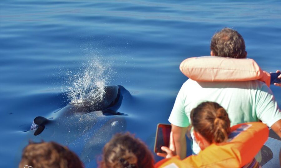 Terceira: Half-Day Dolphin and Whale Watching Tour - Boat comfort, sea conditions, and what to pack