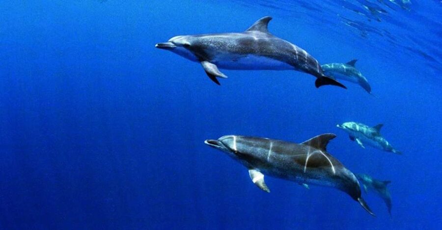 Terceira: Half-Day Dolphin and Whale Watching Tour - Is $70 a fair price?