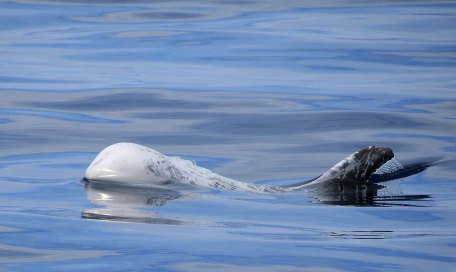 Terceira: Half-Day Dolphin and Whale Watching Tour - Who will enjoy this tour most