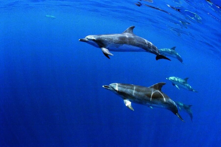 Terceira: Half-Day Dolphin and Whale Watching Tour - Practical choices before you book