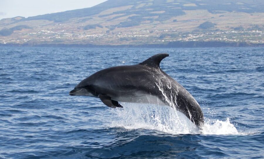 Terceira: Half-Day Dolphin and Whale Watching Tour - Searching for whales and dolphins