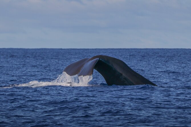 Terceira Island: Whale & Dolphin Watching | Best Wildlife Tour - Key points before you book