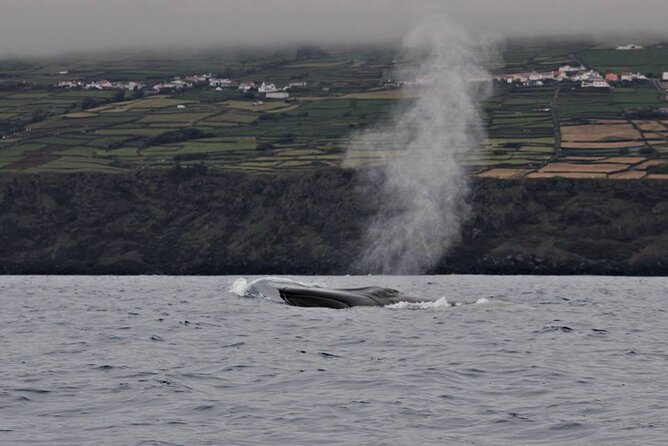 Terceira Island: Whale & Dolphin Watching | Best Wildlife Tour - Setting out from Angra’s marina