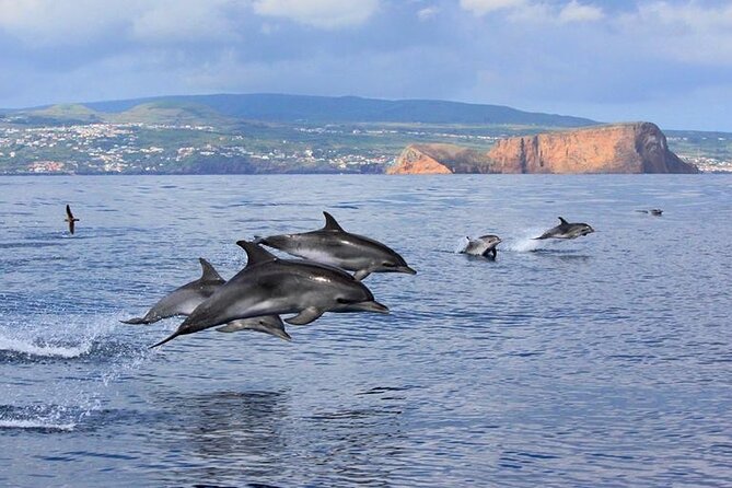 Terceira Island: Whale & Dolphin Watching | Best Wildlife Tour - Watching dolphins and whales in the wild