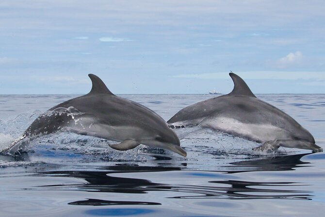 Terceira Island: Whale & Dolphin Watching | Best Wildlife Tour - Hearing the sea with the hydrophone