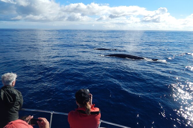 Terceira Island: Whale & Dolphin Watching | Best Wildlife Tour - What two and a half hours feels like