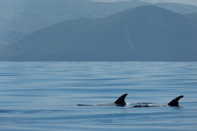 Terceira Island: Whale & Dolphin Watching | Best Wildlife Tour - Is $84.11 a fair price?