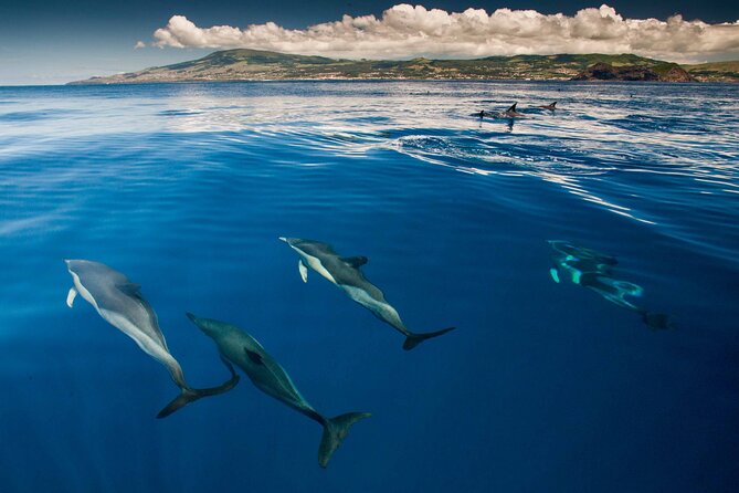 Terceira Island: Whale & Dolphin Watching | Best Wildlife Tour - Weather, comfort, and what to bring