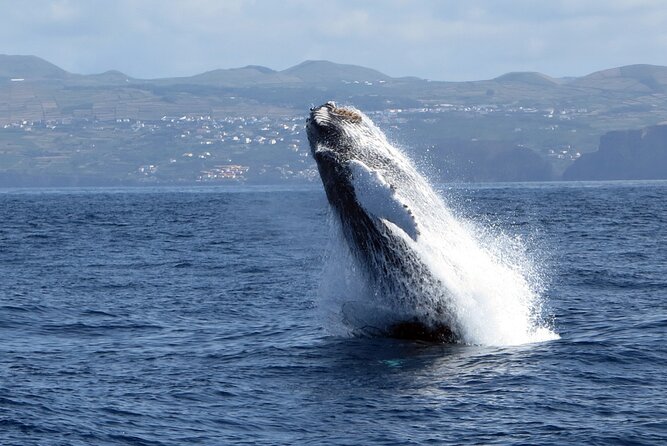 Terceira Island: Whale & Dolphin Watching | Best Wildlife Tour - Booking timing and cancellation