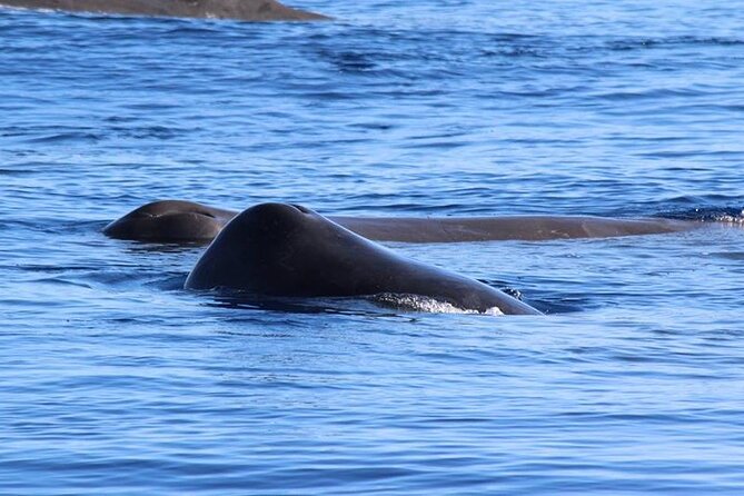 Terceira Island: Whale & Dolphin Watching | Best Wildlife Tour - The first search across the Atlantic