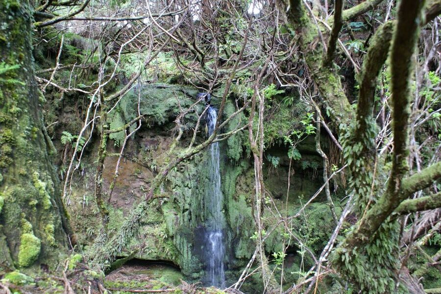 Terceira Island Whale Watching and Jeep Tour - From Azorean Waters to Terceira’s Back Roads